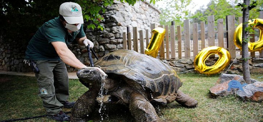 Kumpulan Foto Kura-Kura Aldabra Kualitas Terbaik, Cek Instagramnya di @tortology0611
