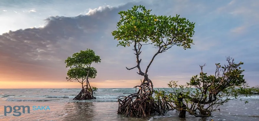 Biodiversity di Indonesia, Kekayaan Alam yang Terancam Punah